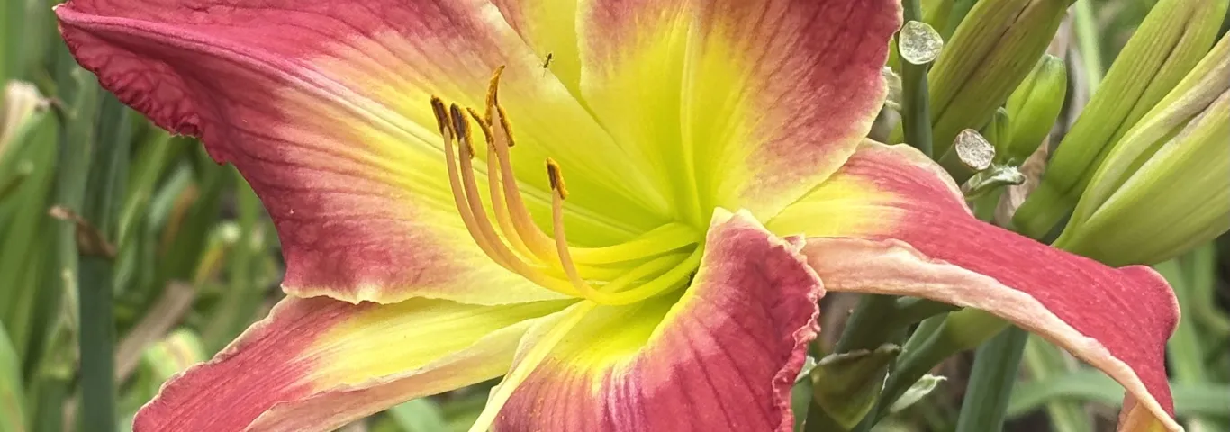 blooming flower