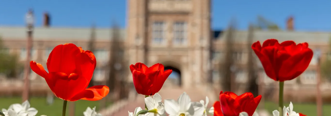 red tulips blooming with brookings hall in the background