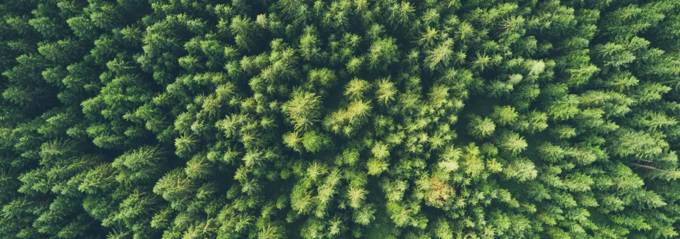 field of trees
