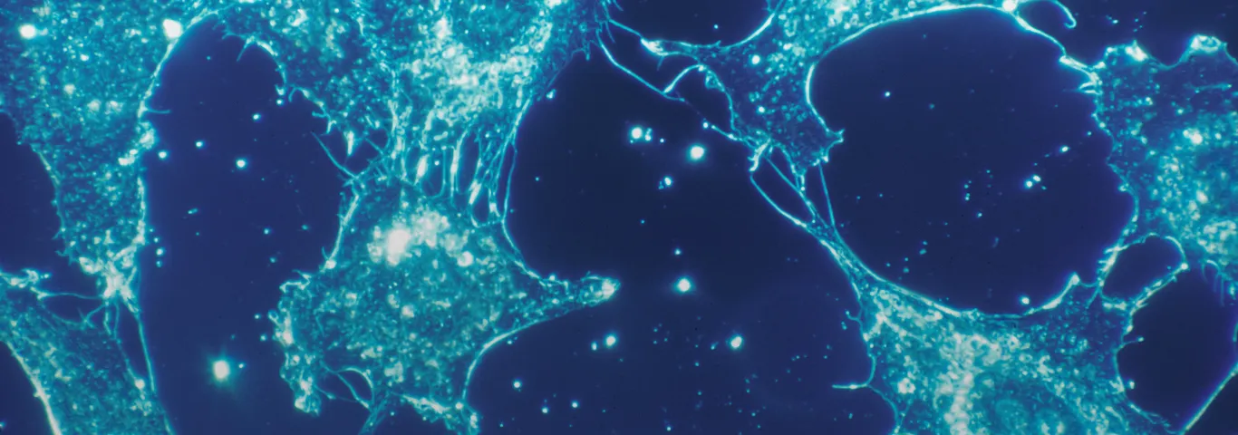 magnified tissue