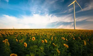 field of sunflowers