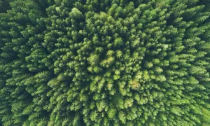 field of trees