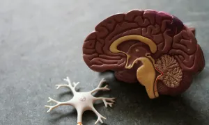 cross section of human brain model