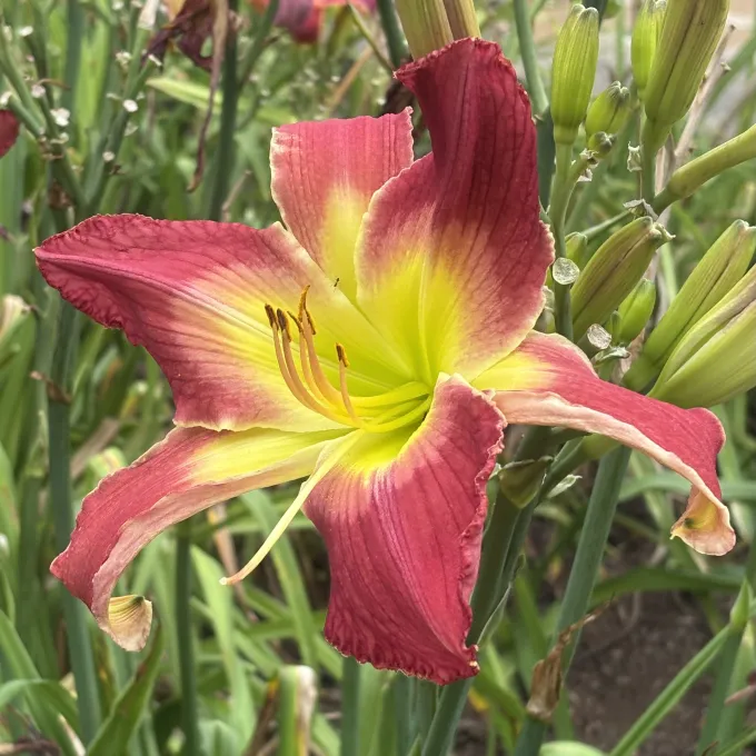 blooming flower