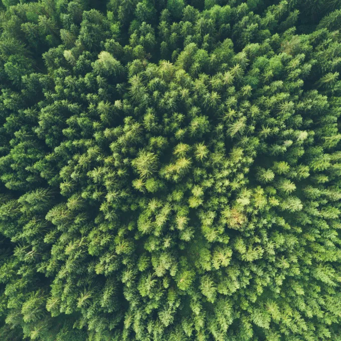 field of trees