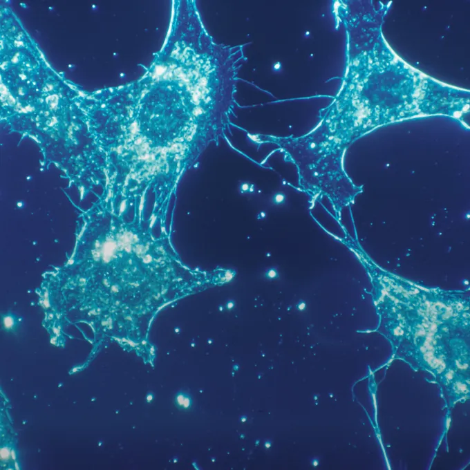 magnified tissue