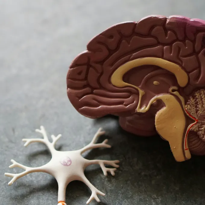 cross section of human brain model